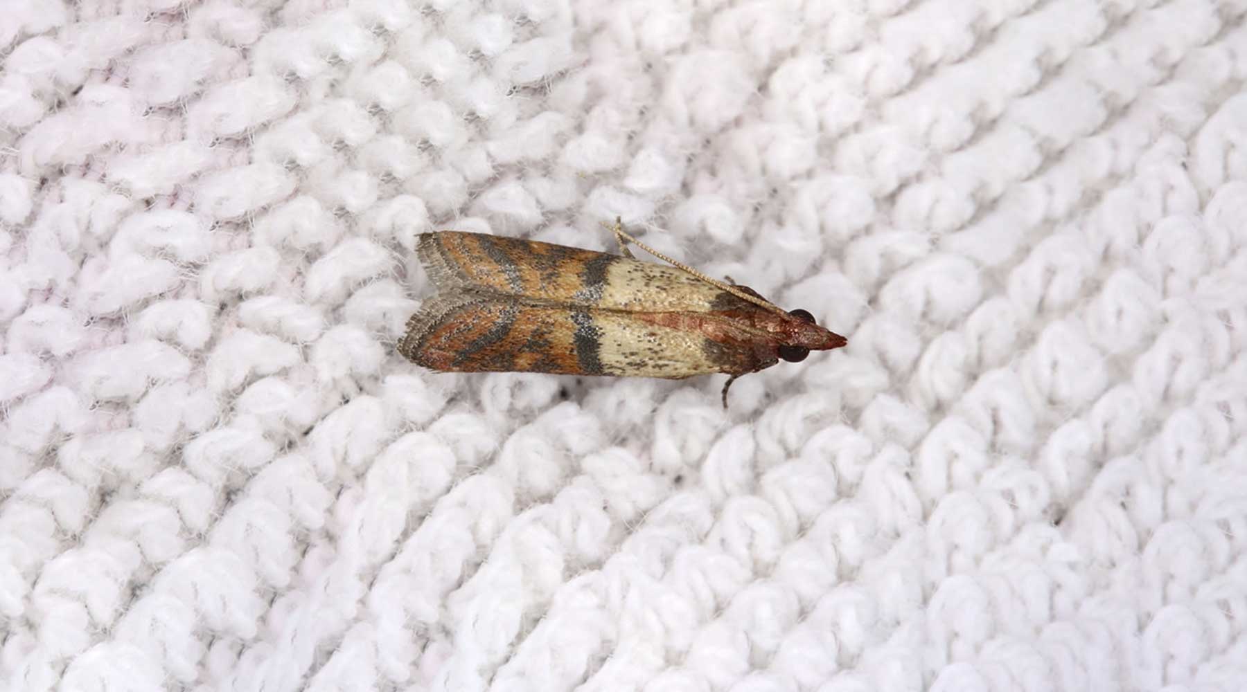 Clothes moths - PEST UK