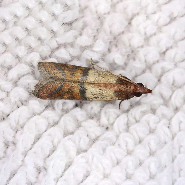https://cashmereandcotton.co.uk/cdn/shop/articles/save-your-cashmere-from-moths-blog-header_600x600_crop_center.jpg?v=1556622923